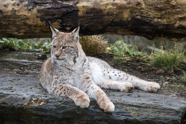 A Eurasian Lynx lying down