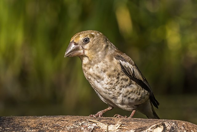 A Hawfinch sitting on a wooden beam
