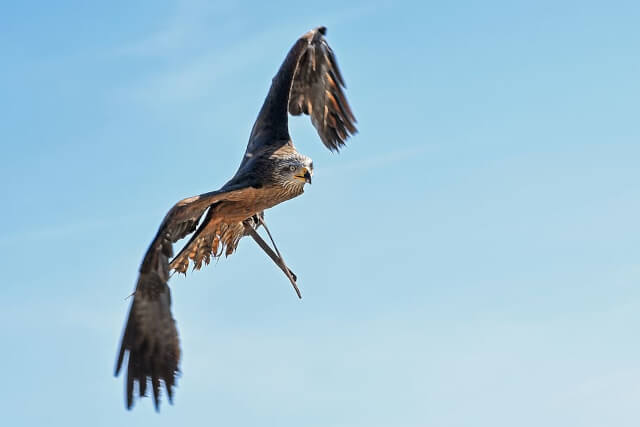A buzzard in the blue sky 