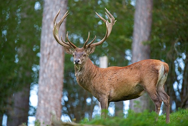 A red deer with trees in the background