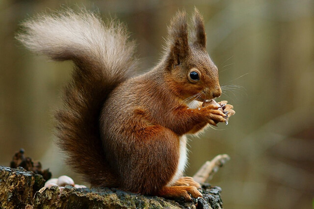 A red squirrel eating whilst sat on a log