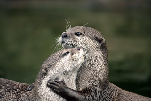 Two otters hugging 
