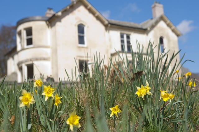 Daffodils in the fields at Allan Bank in Grasmere