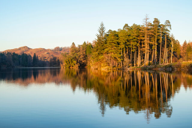 A view across Tarn Hows to the conifer trees in the distance