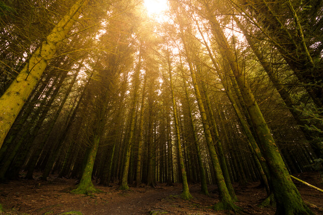 Sunlight shining through treetops