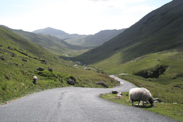 A sheep grazing on the grass alongside the Hardknott Pass