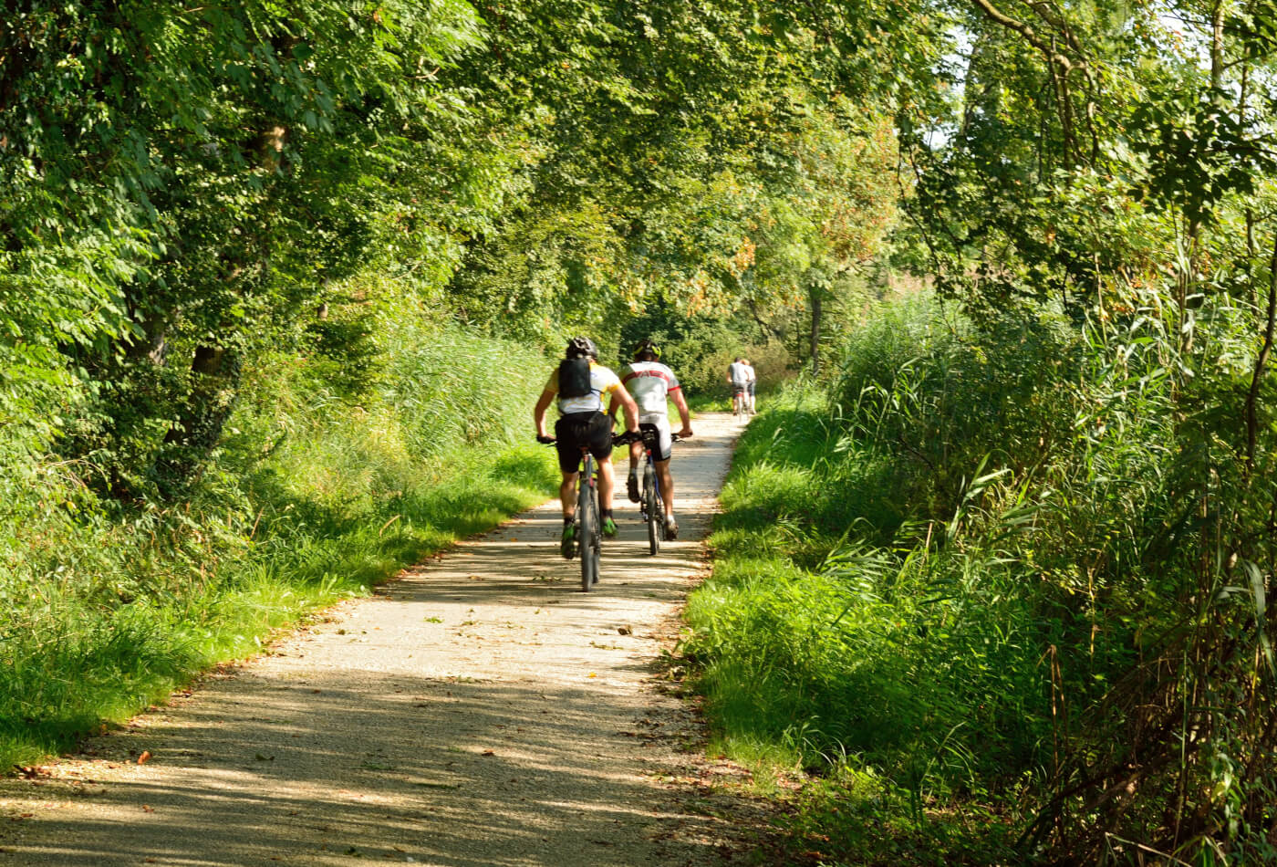 Two people cycling on a track with trees either side