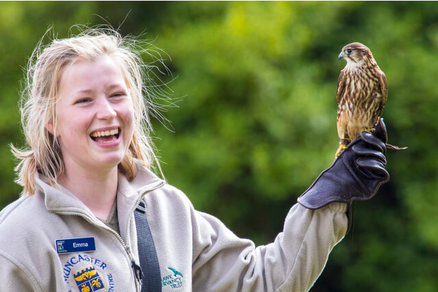 Bird Handler holding a hawk at Muncaster Castle