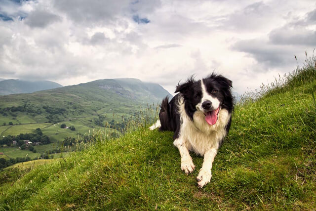 A black and white Border Collie sitting on a grass hill with their tounge out