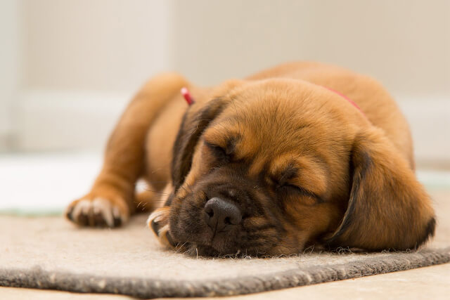 A brown puppy sleeping on a rug