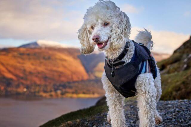 Dog walks in the Lake District - white dog in the Lake District.