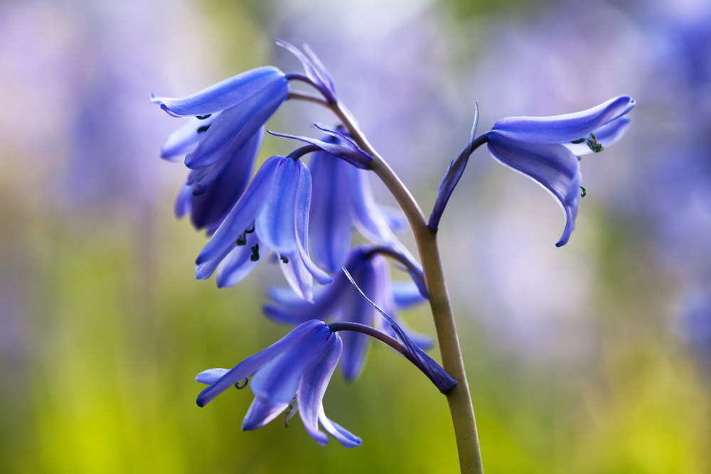 Bluebell season in the Lake District - Lakelovers