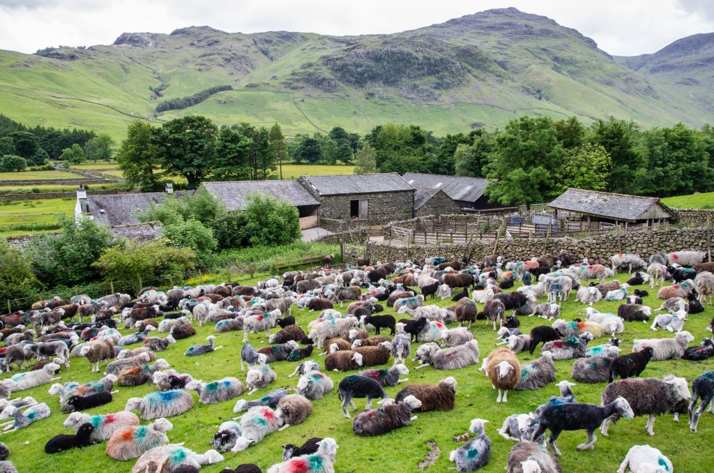 Sheep in the lakes