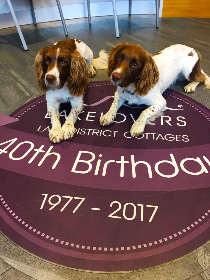 Max and Paddy help Lakelovers celebrate 4 decades of Lake District cottages