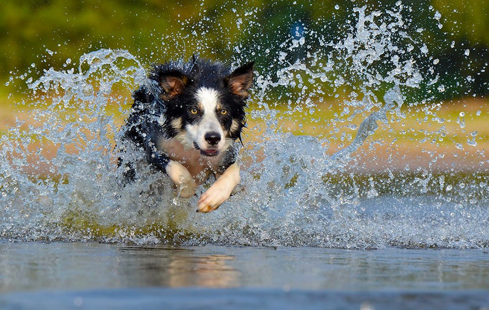 Dog Splashing Through Water