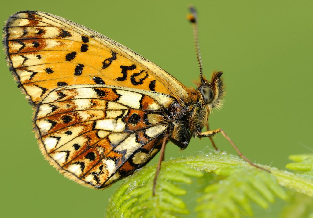 Fritillary butterfly enjoying the fertile gardens of Sizergh Castle