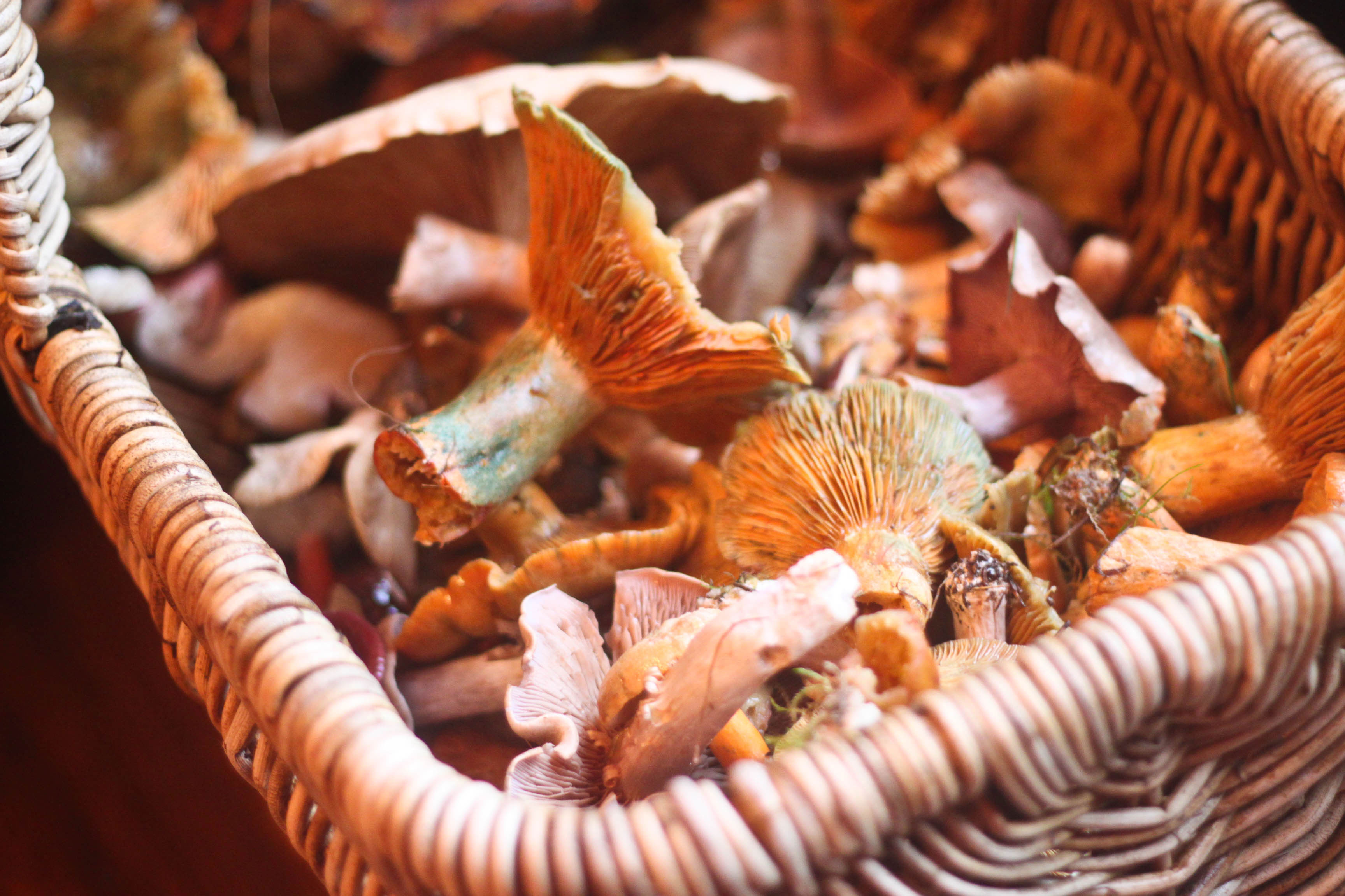 Gathered Autumn Mushrooms
