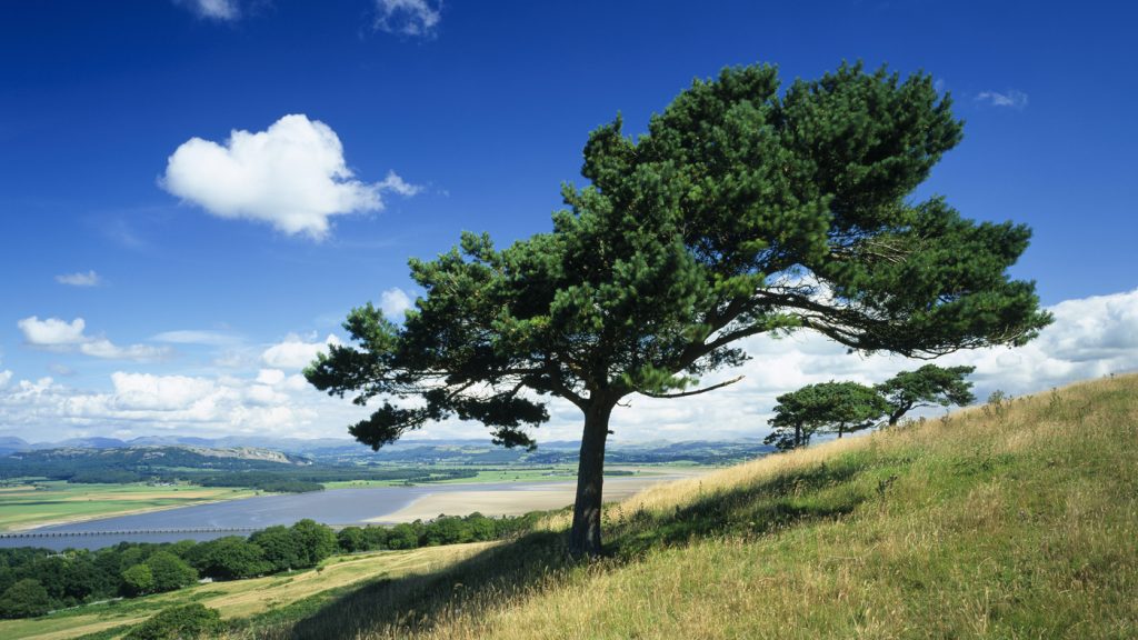 The wildlife-rich area of Arnside and Silverdale, south of Morecambe Bay. Image © National Trust