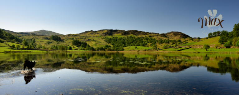 Cooling off in Watendlath Tarn 