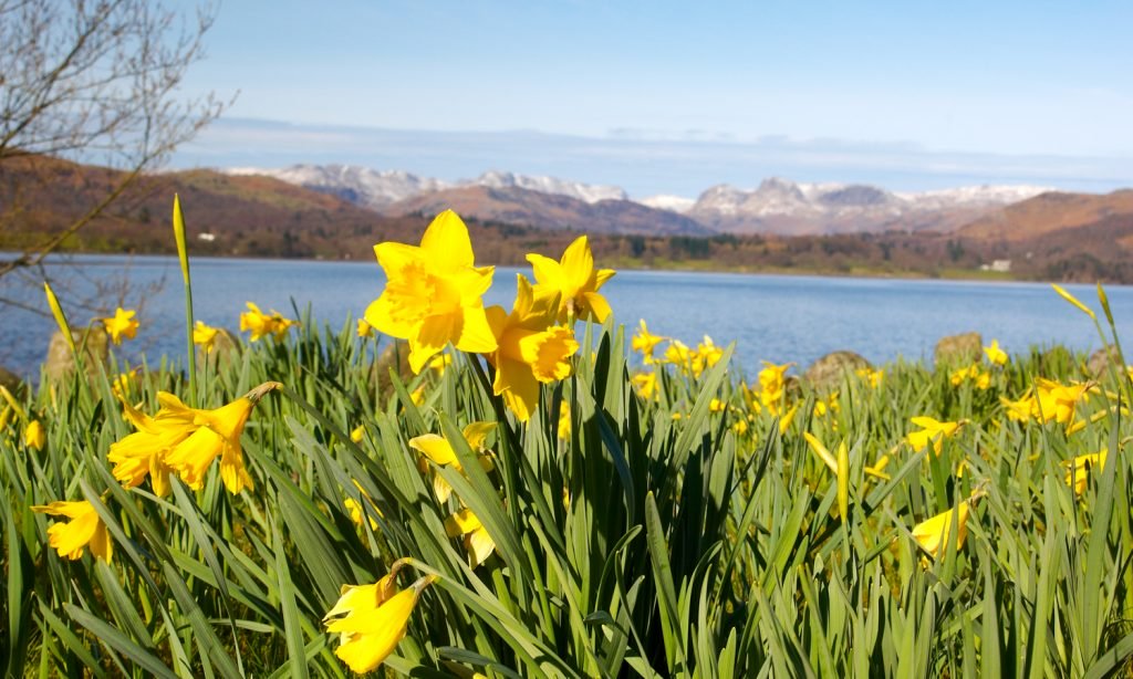 Daffodils at Lake Windermere