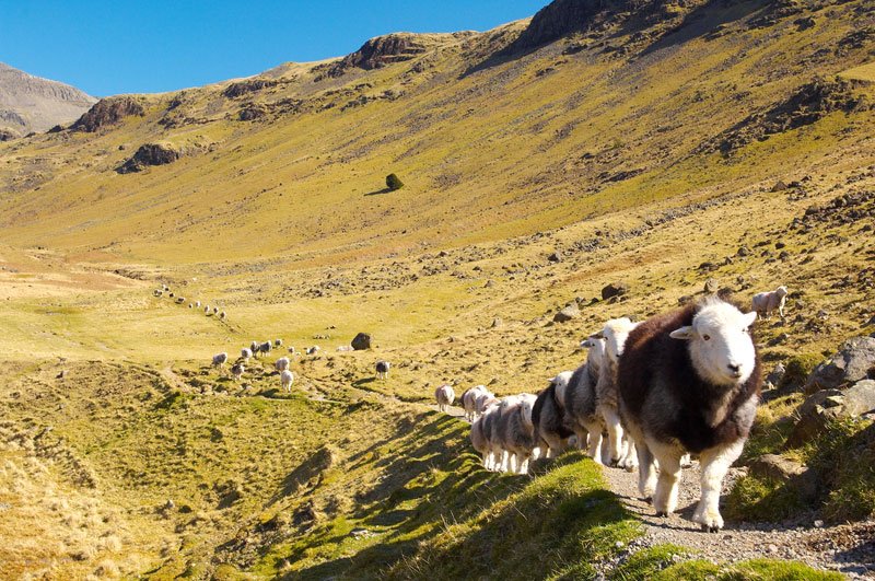 Sheep ascending a mountain