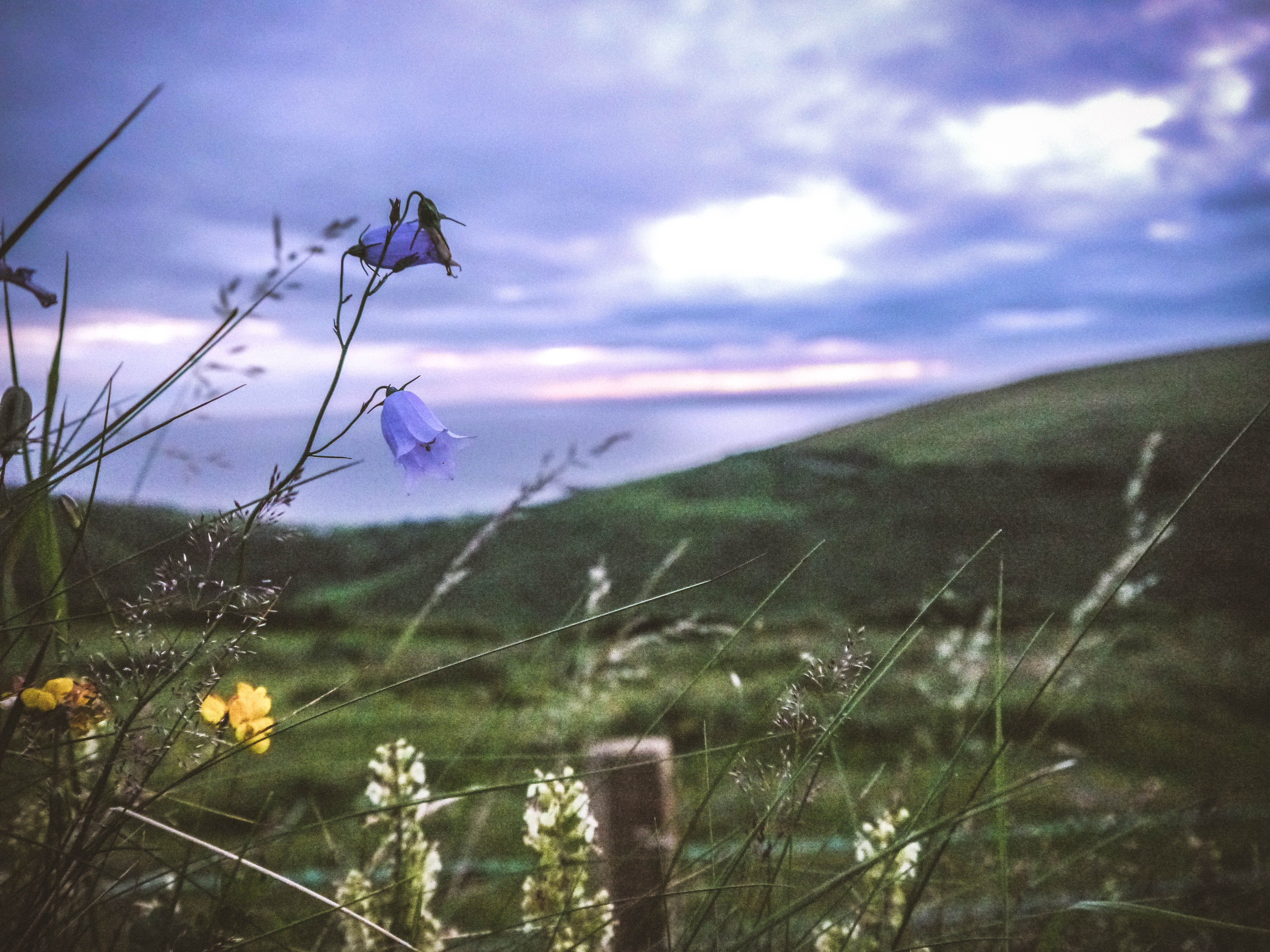 Bluebells