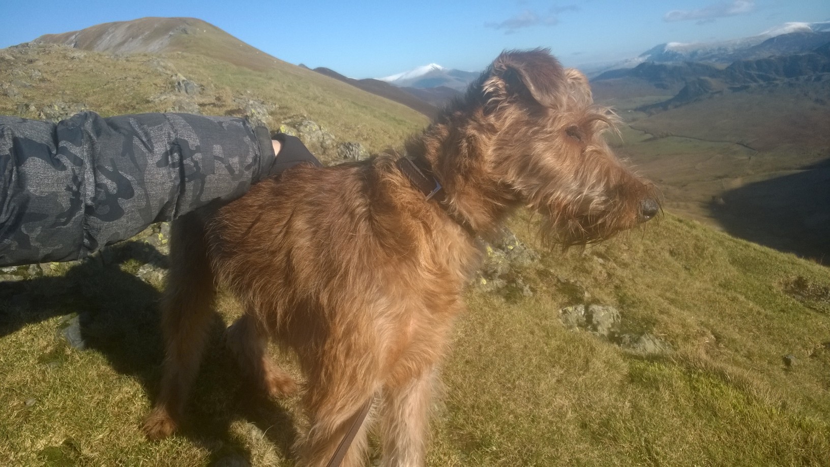Dog walks in the Lake District - Jasper