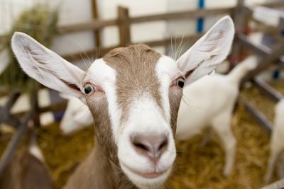 Goat at Westmorland County Show