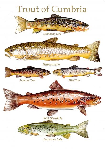 Trout Of Cumbria