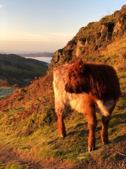 Luing Cattle on Gummer's How