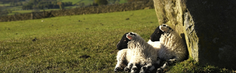 spring in the Lake District