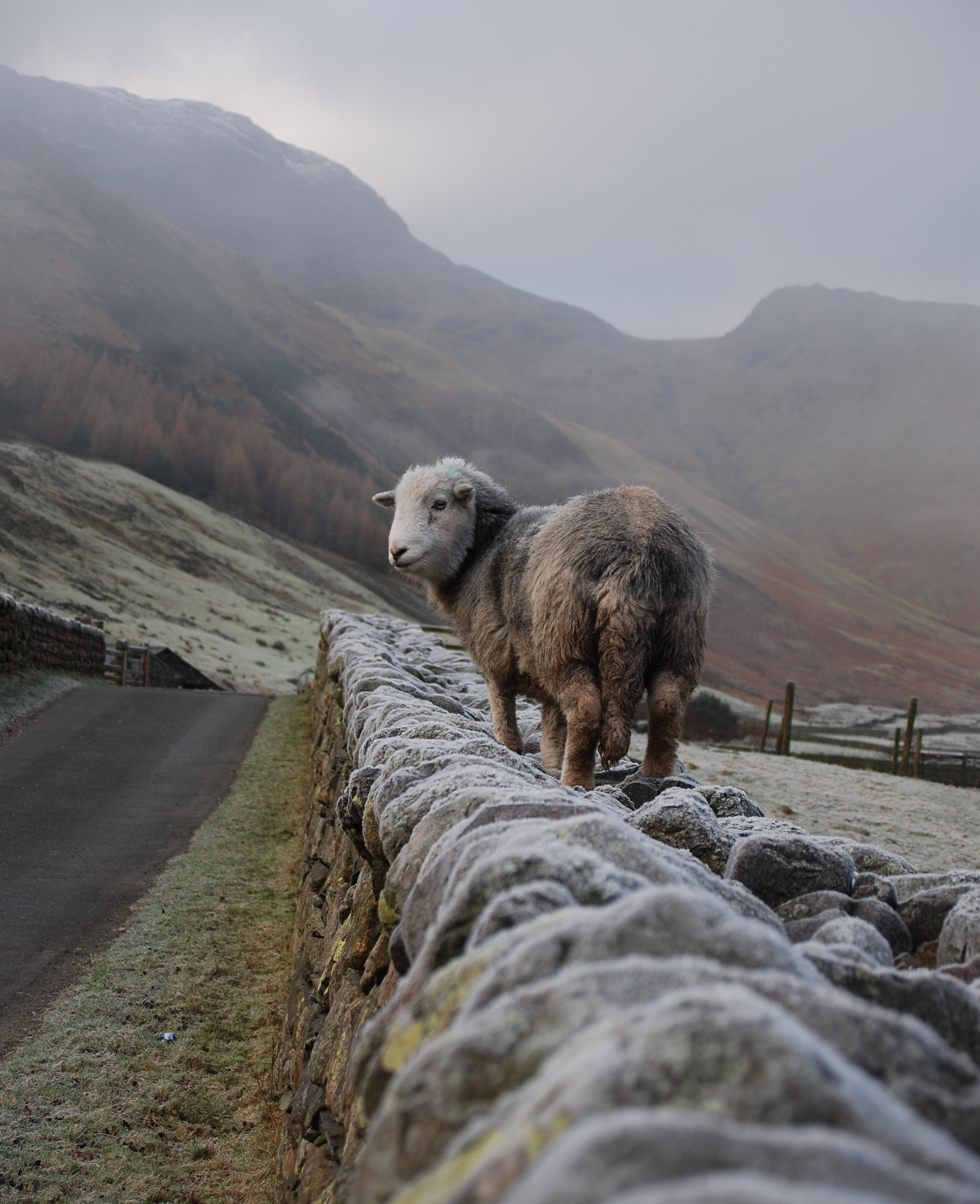 Herdwick in Langdale