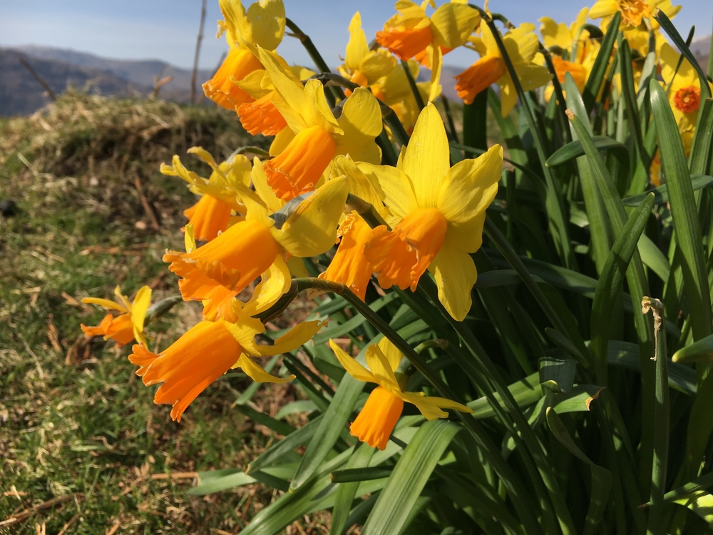 Daffodils at Rydal Water