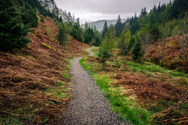 A view of the walking trail through the trees at Whinlatter Forest