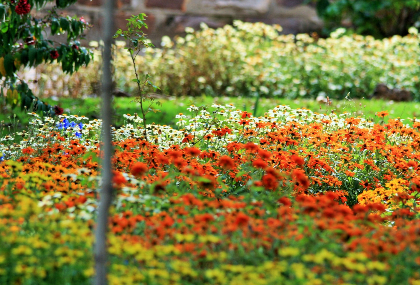 Yellow orange and white flowers decorating a garden