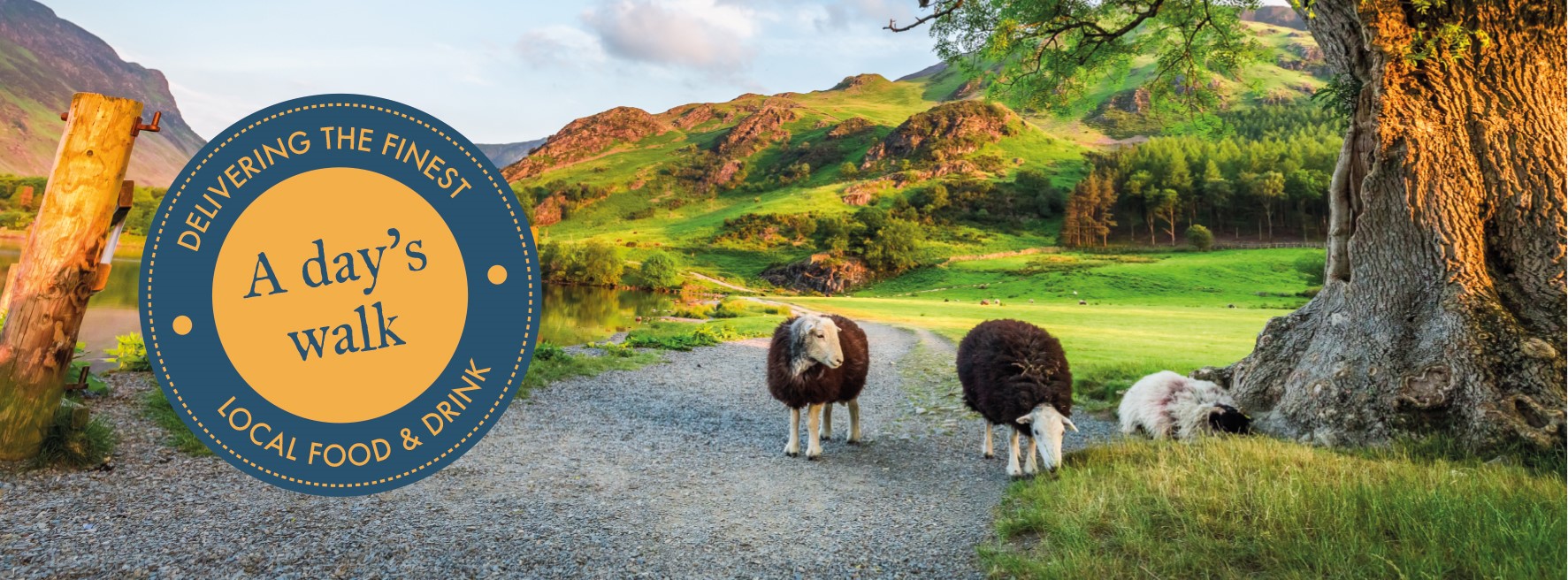 Herdwick sheep in the Lake District