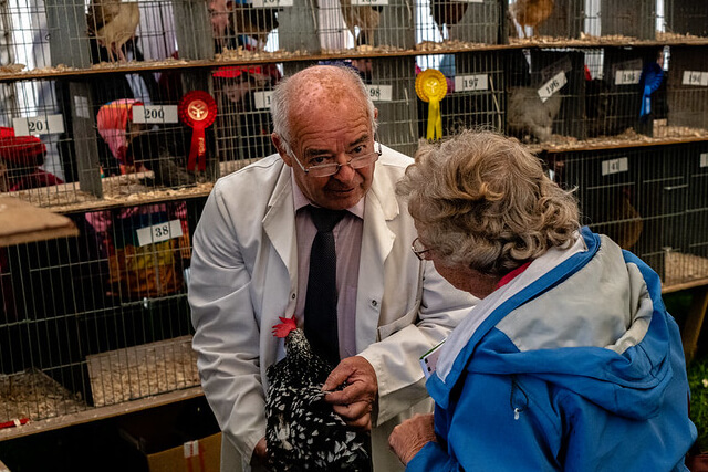A farmer and a woman discussing a prize winning chicken at the Westmorland Show