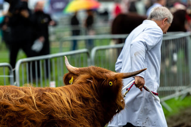 A farmer leading a highland cow at the Westmorland Show