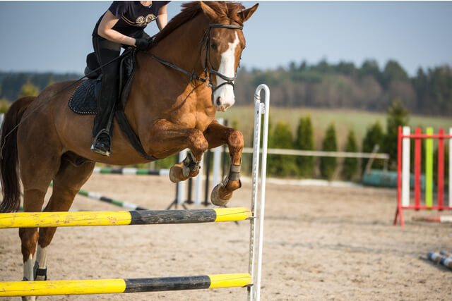 A horse show jumping