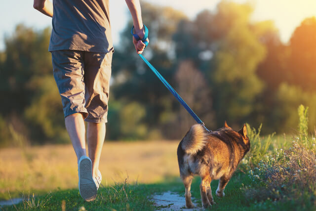 A man walking his dog on a lead through a field at sunset