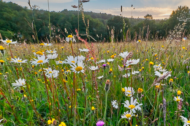 A colourful wildflower meadow