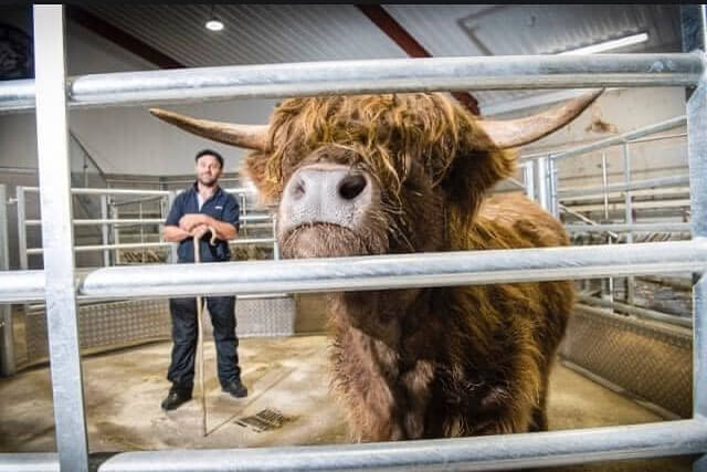 A highland cow and a farmer at the Lakeland Farm Visitor Centre