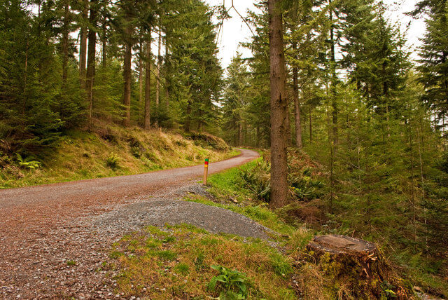 A cycling trail running through Grizedale Forest with trees lining either side