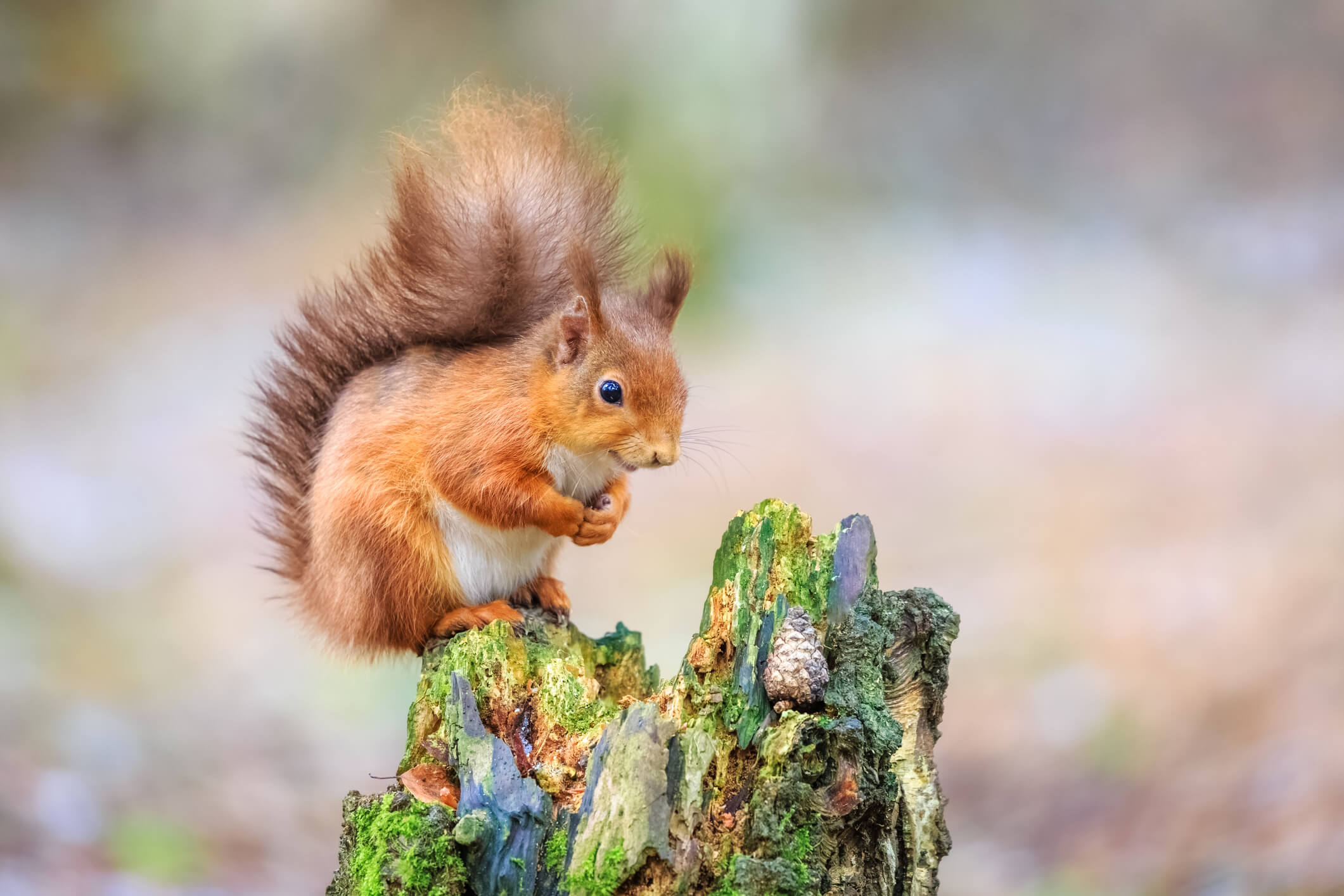 Cute red squirrel sitting in forest, England