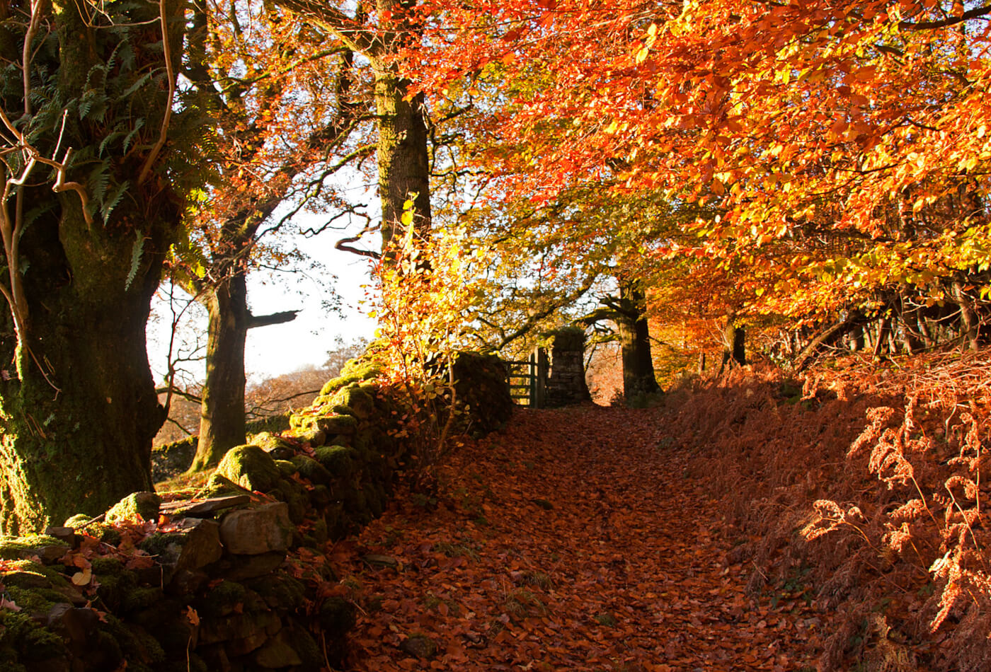 Autumn leaves in a woodland