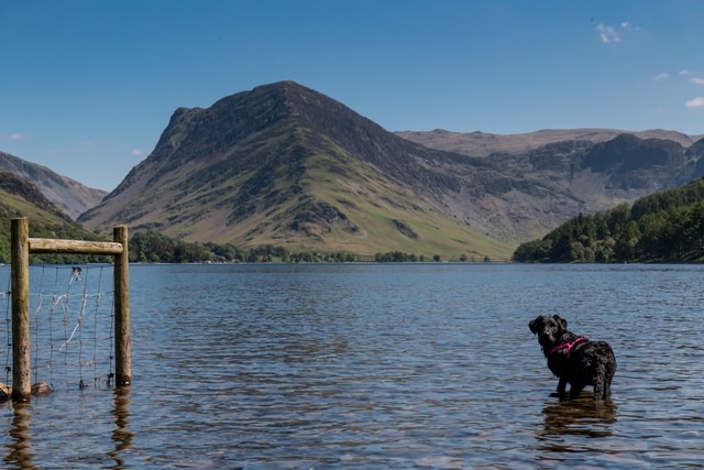 dog in buttermere